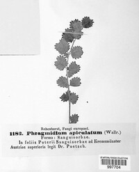 Phragmidium apiculatum image